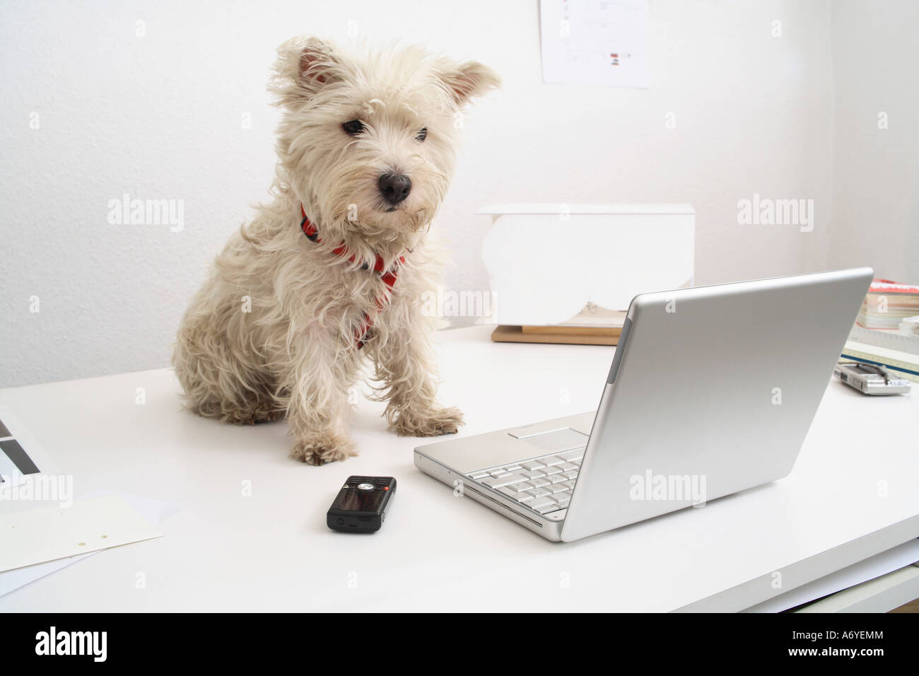 Dog Sitting On Desk In Front Of Laptop Stock Photo 11674003 Alamy