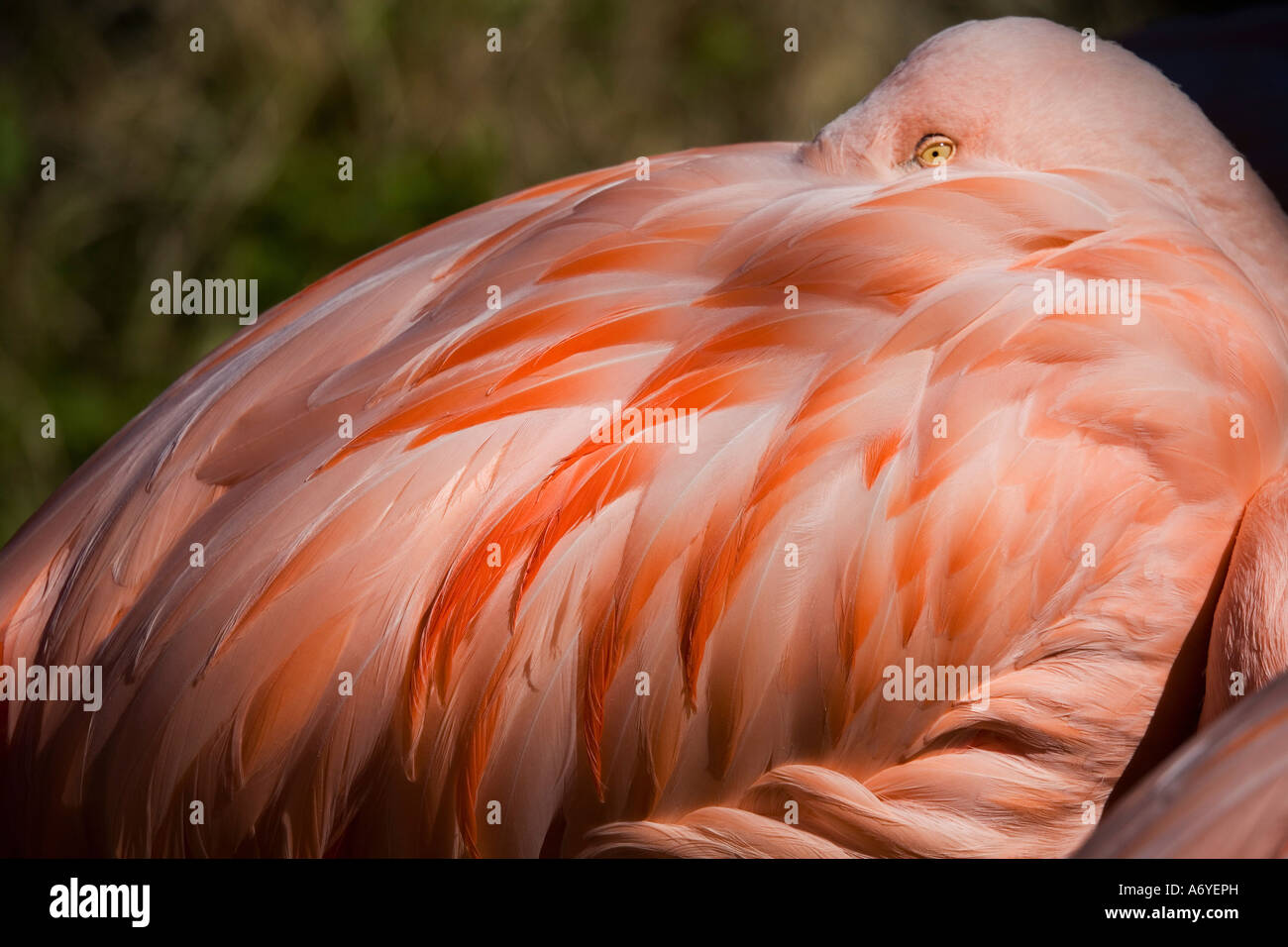 A flamingo Stock Photo