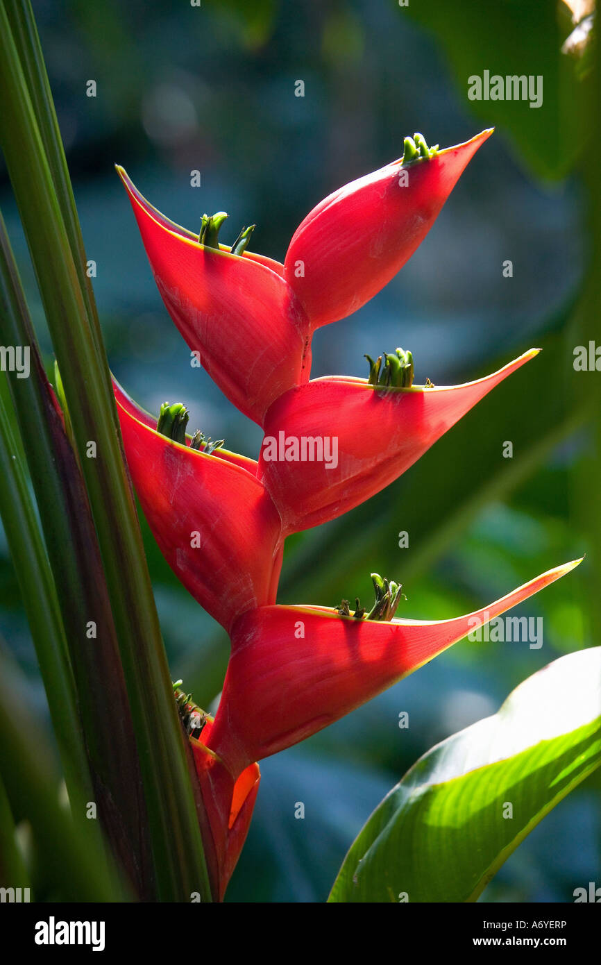 Close up of a Heliconia flower Stock Photo