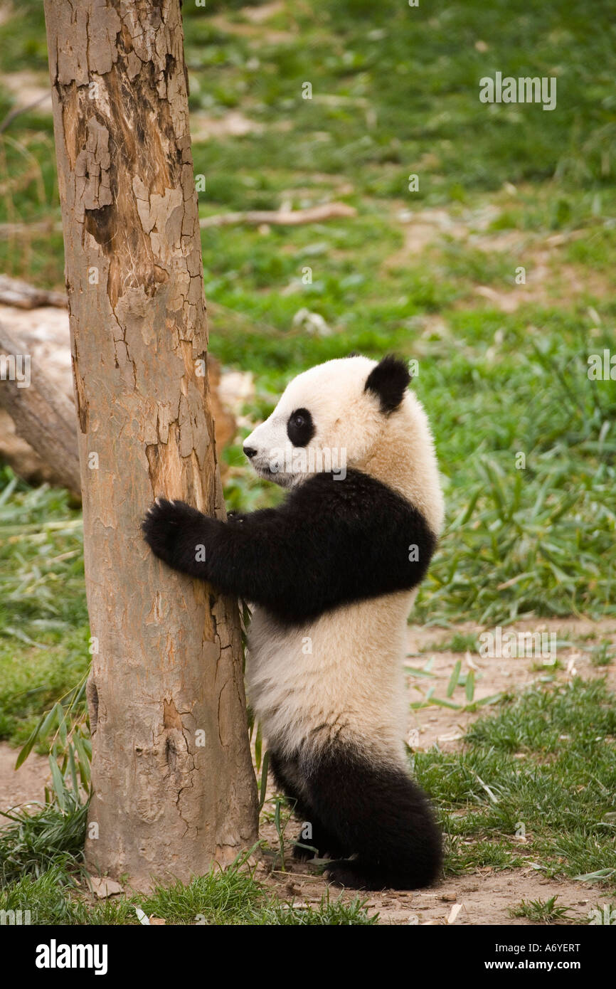 A panda standing against a tree Stock Photo