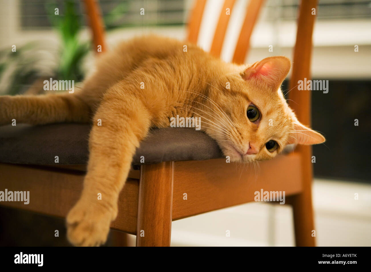Cat lying on a chair Stock Photo - Alamy
