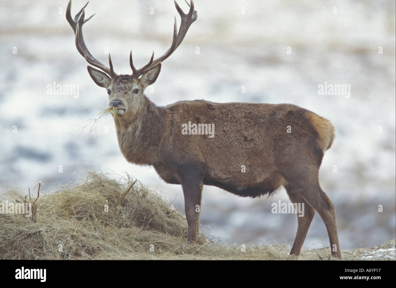 red deer eating hay Stock Photo Alamy