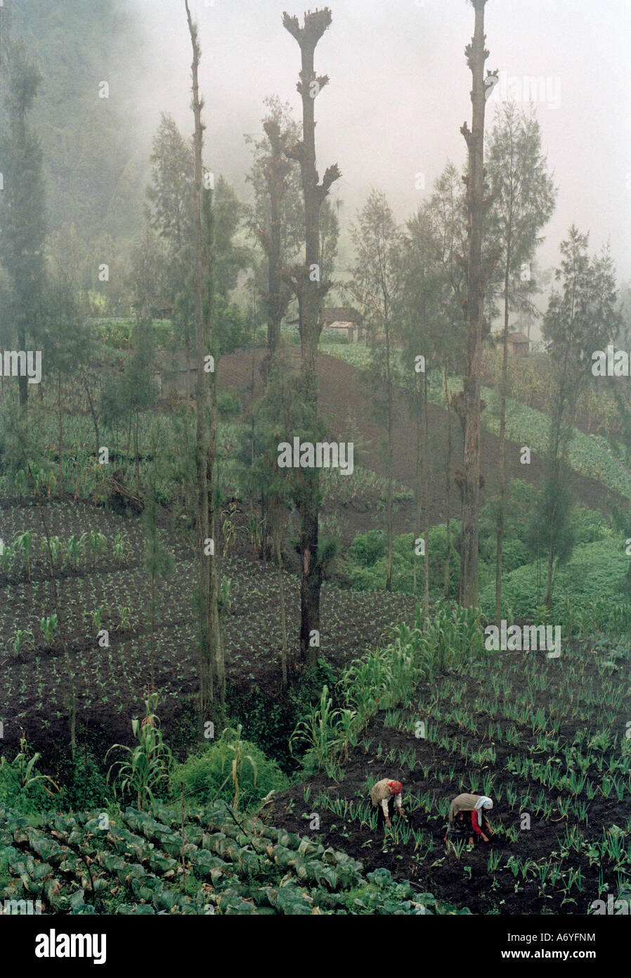 Crop fields in mist Ngadisari Java Indonesia Stock Photo Alamy