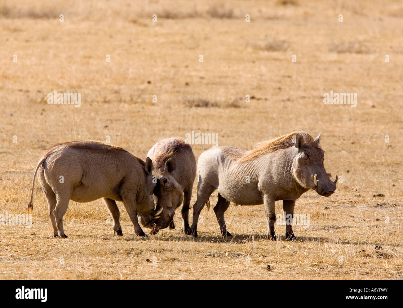 Three Warthogs Stock Photo
