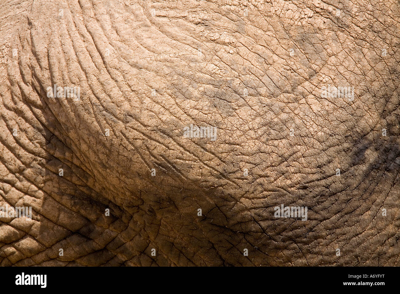 Close up of elephant skin Stock Photo