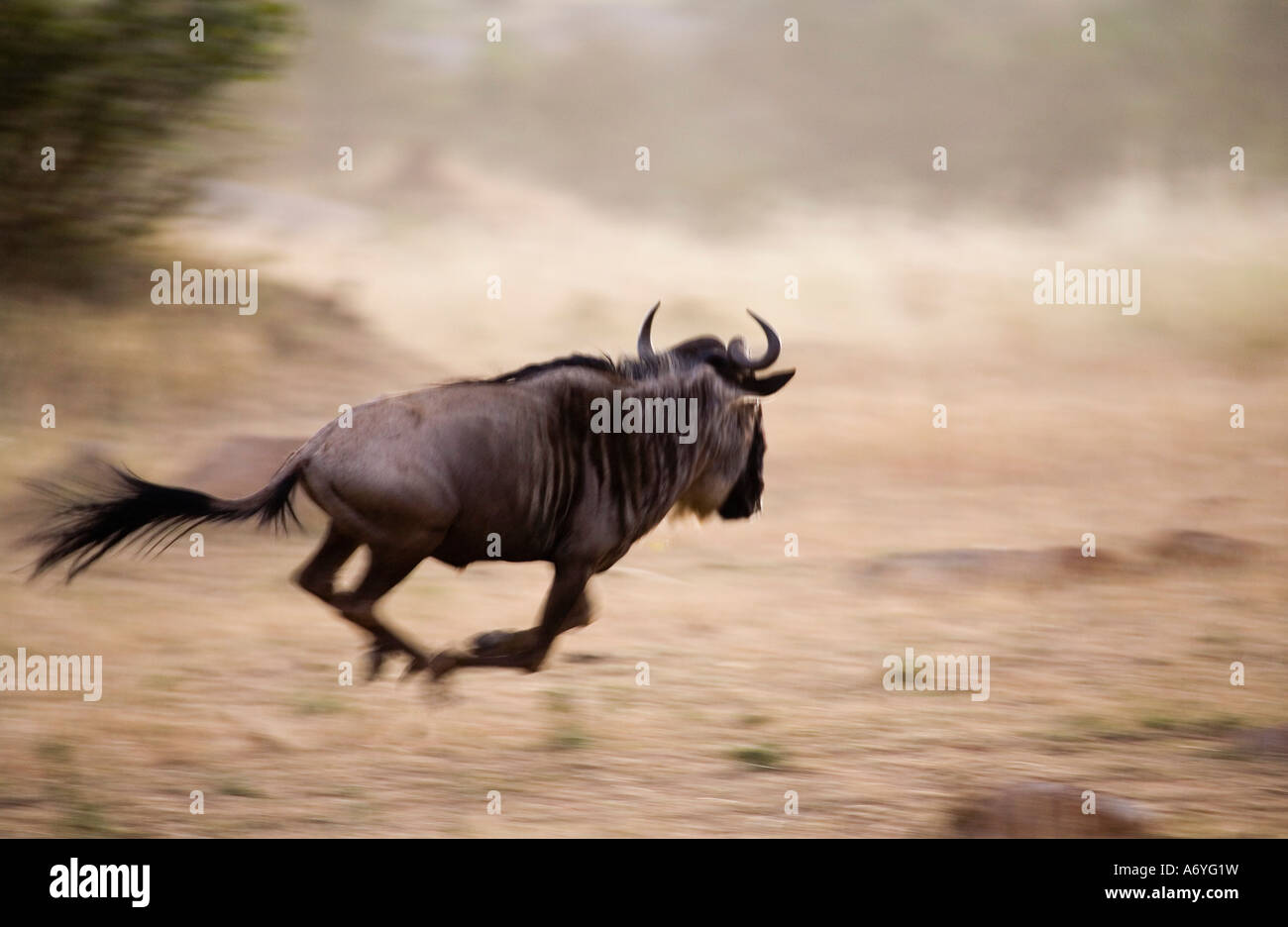 A wildebeest running Stock Photo