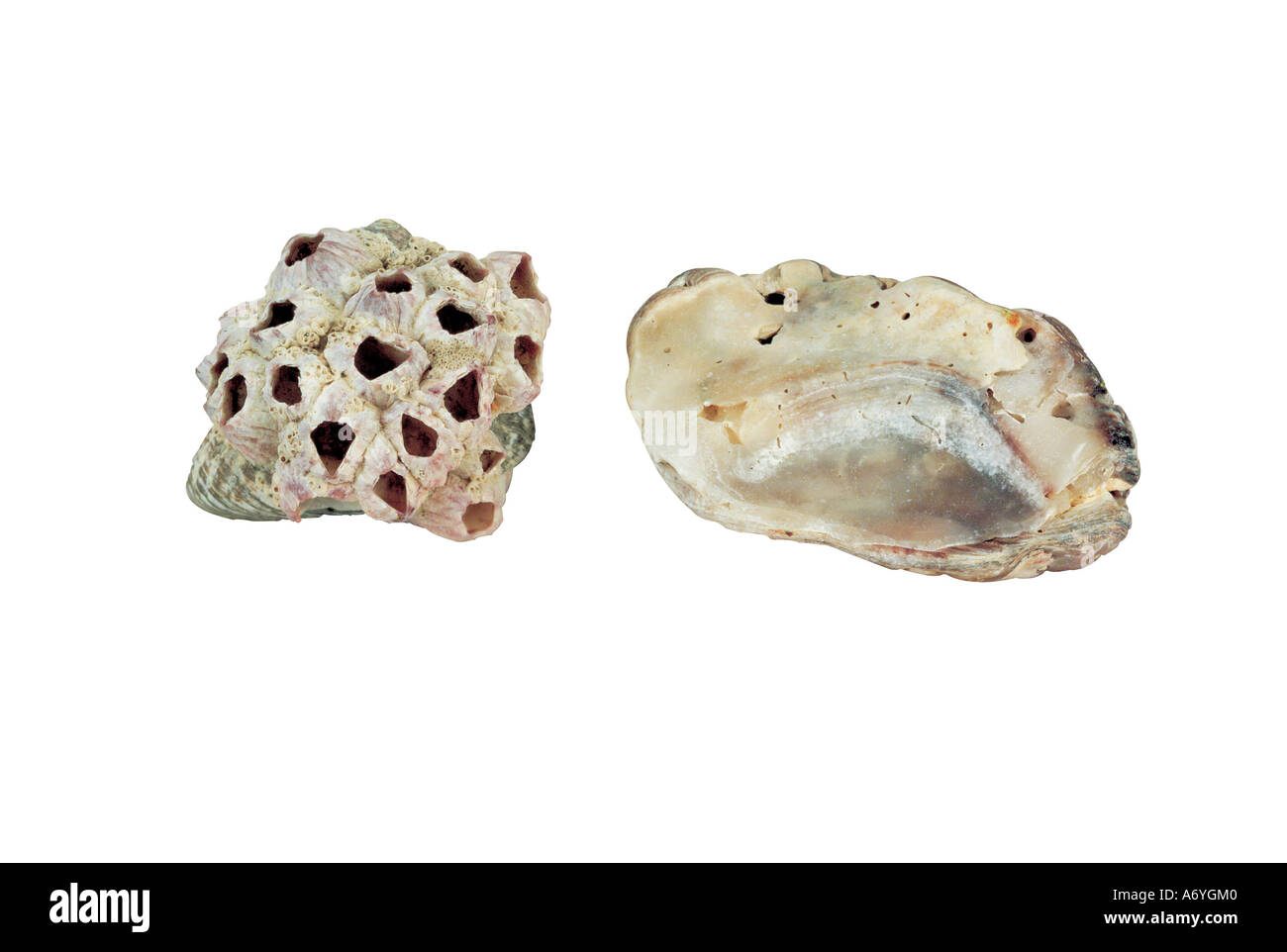 Picture of Shell Stock Photo - Alamy