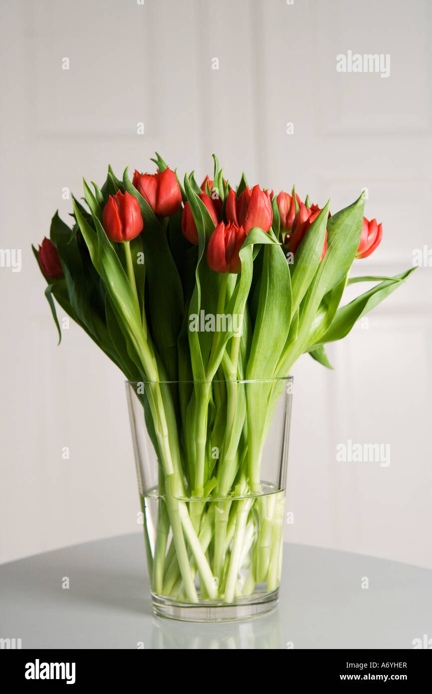 A vase of red tulips Stock Photo Alamy