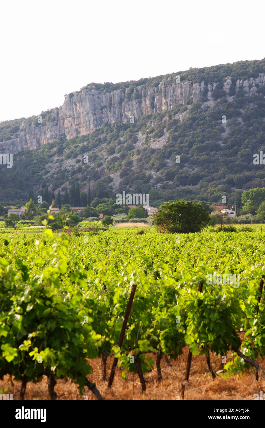 Chateau de Lascaux, Vacquieres village. Pic St Loup. Languedoc. Les Contreforts des Cevennes. Tourtourelle area. France. Europe. Vineyard. Stock Photo