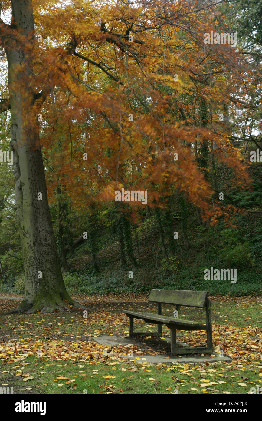 A seasonal autumn image of a park bench shrouded by an autumn coloured ...