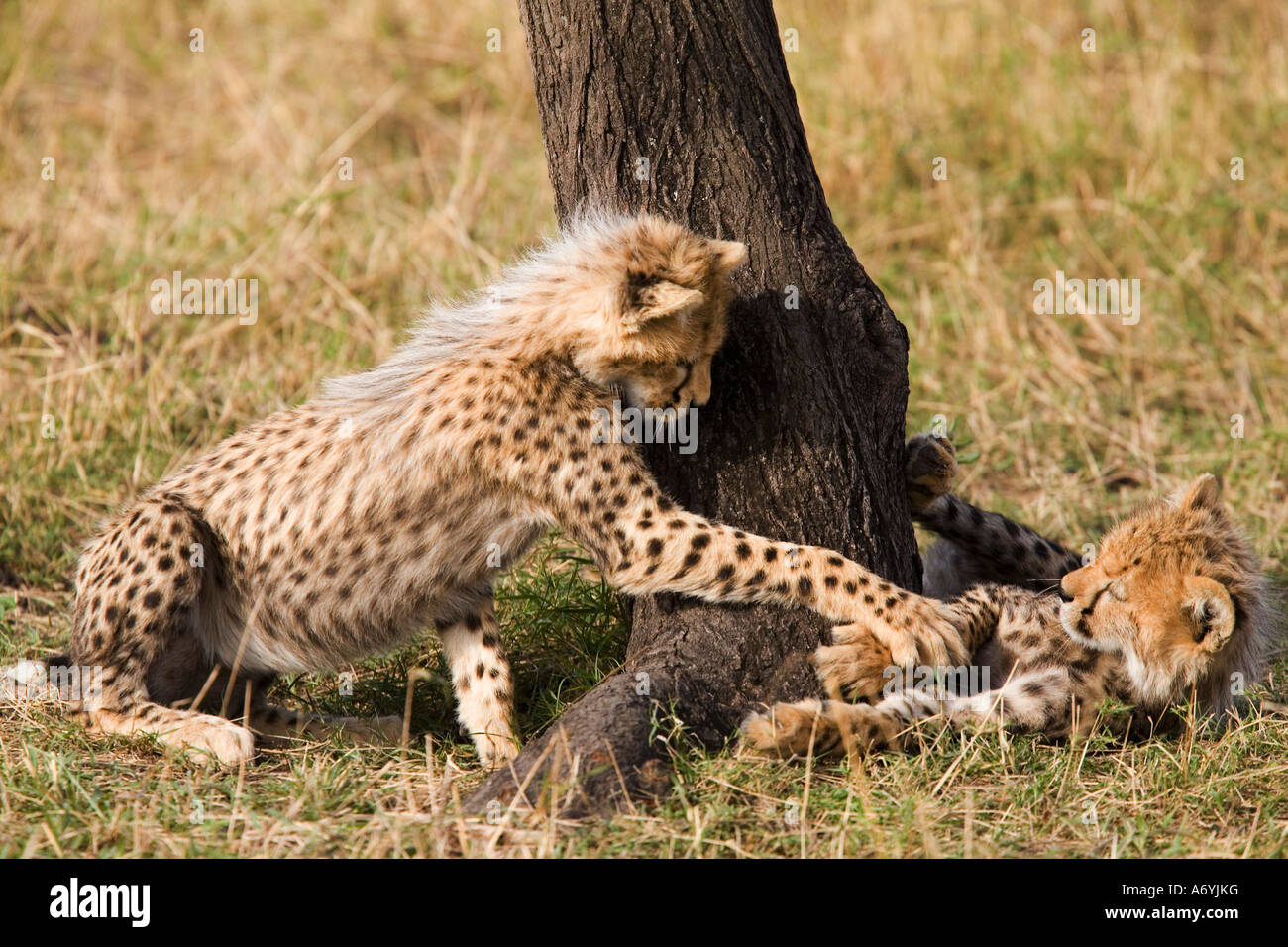 Two cheetah cubs playing Stock Photo