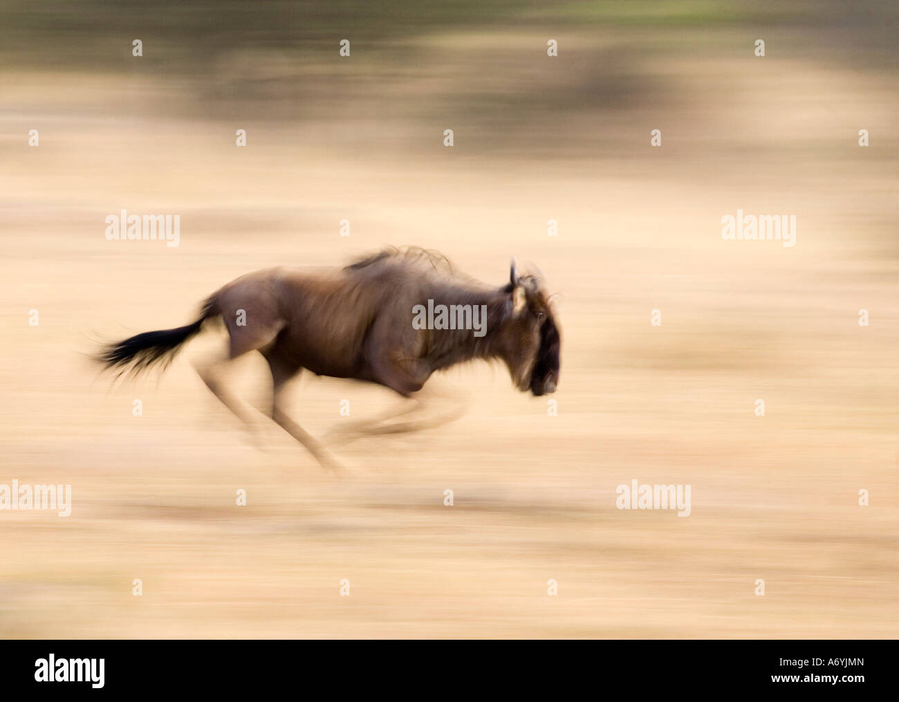A wildebeest running Stock Photo
