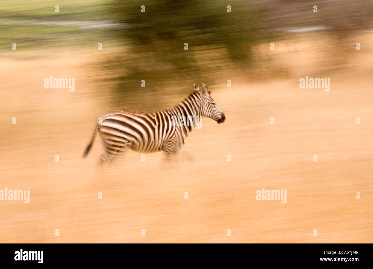 A zebra running Stock Photo