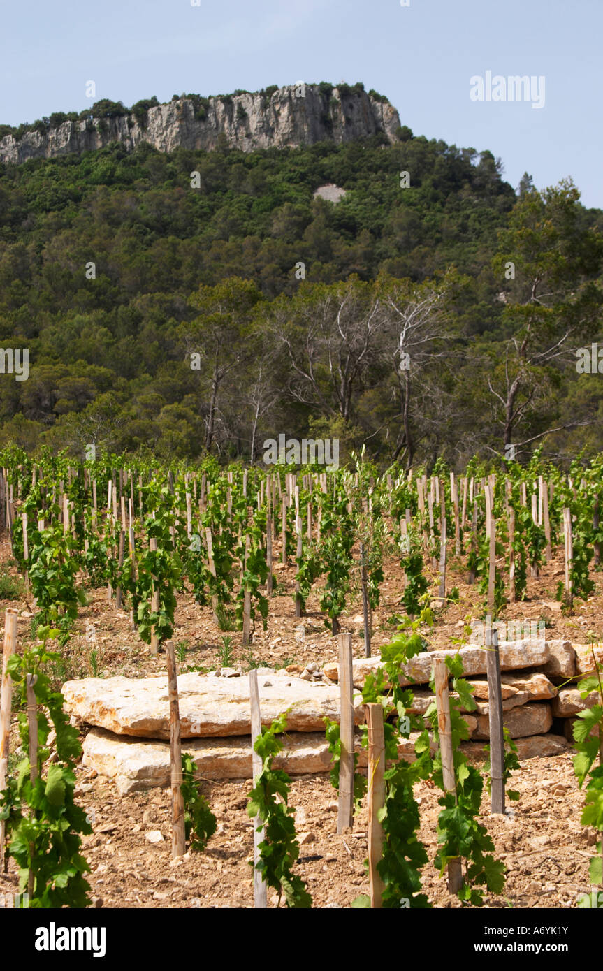 Domaine Clos Marie. Pic St Loup. Languedoc. Carignan grape vine variety