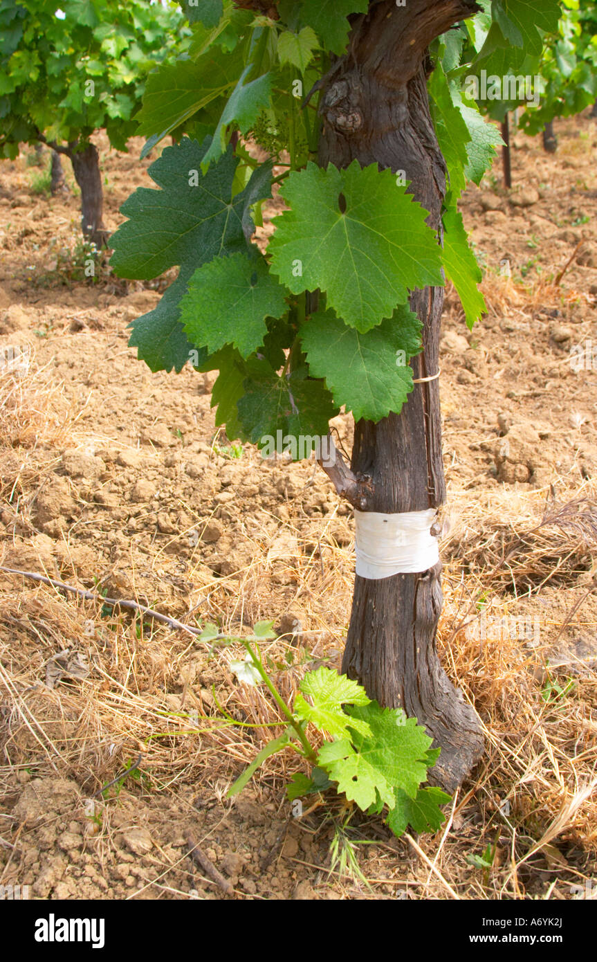 Domaine Clos Marie. Pic St Loup. Languedoc. Fieldgrafted (surgreffe