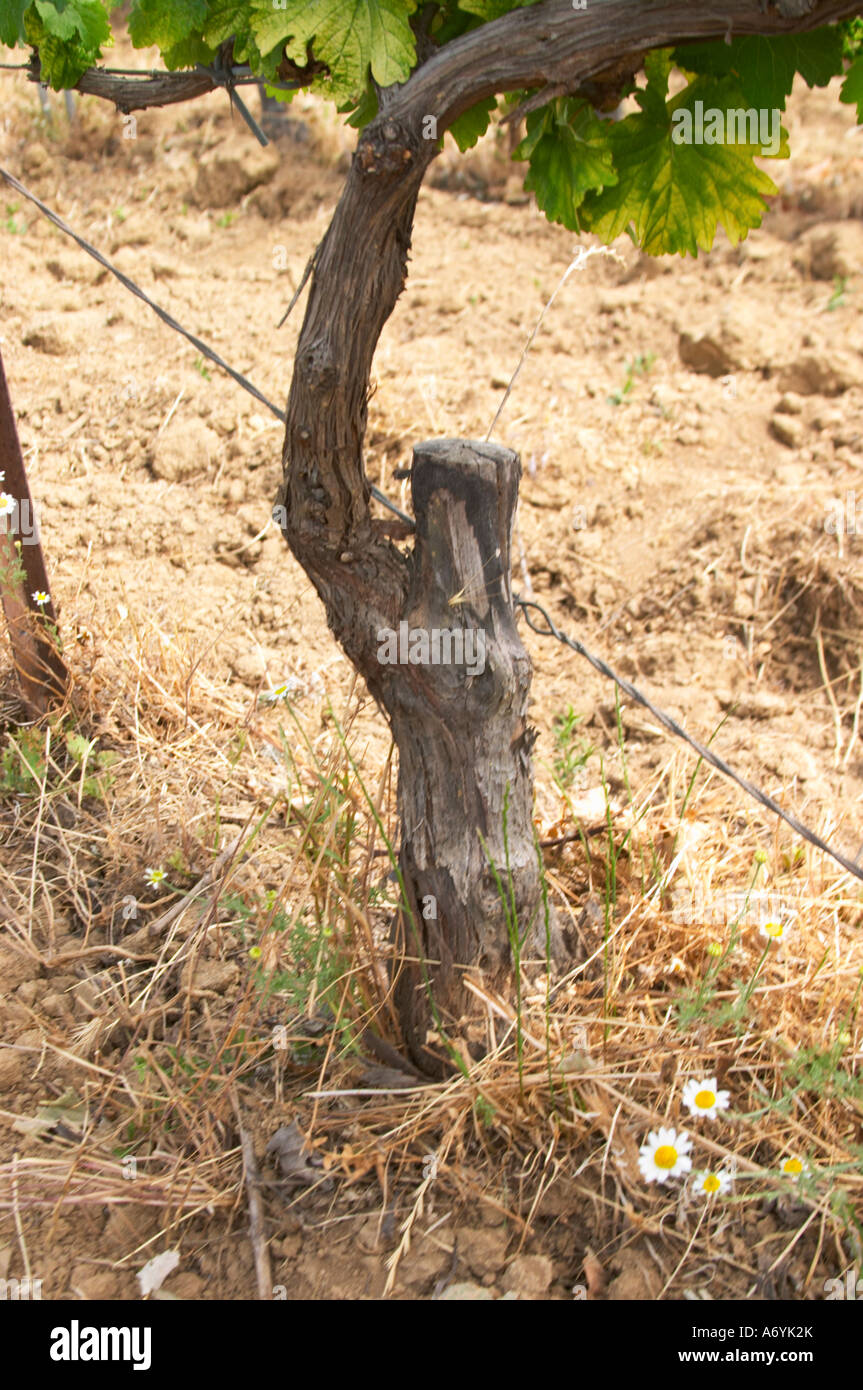 Domaine Clos Marie. Pic St Loup. Languedoc. Fieldgrafted (surgreffe
