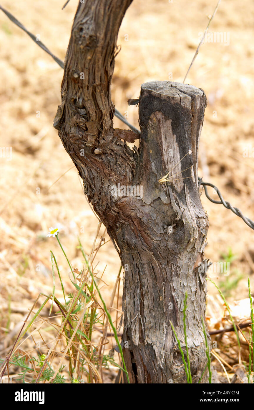 Domaine Clos Marie. Pic St Loup. Languedoc. Fieldgrafted (surgreffe