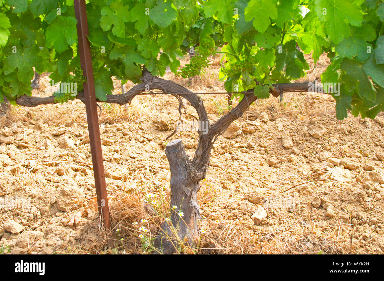 Domaine Clos Marie. Pic St Loup. Languedoc. Fieldgrafted (surgreffe