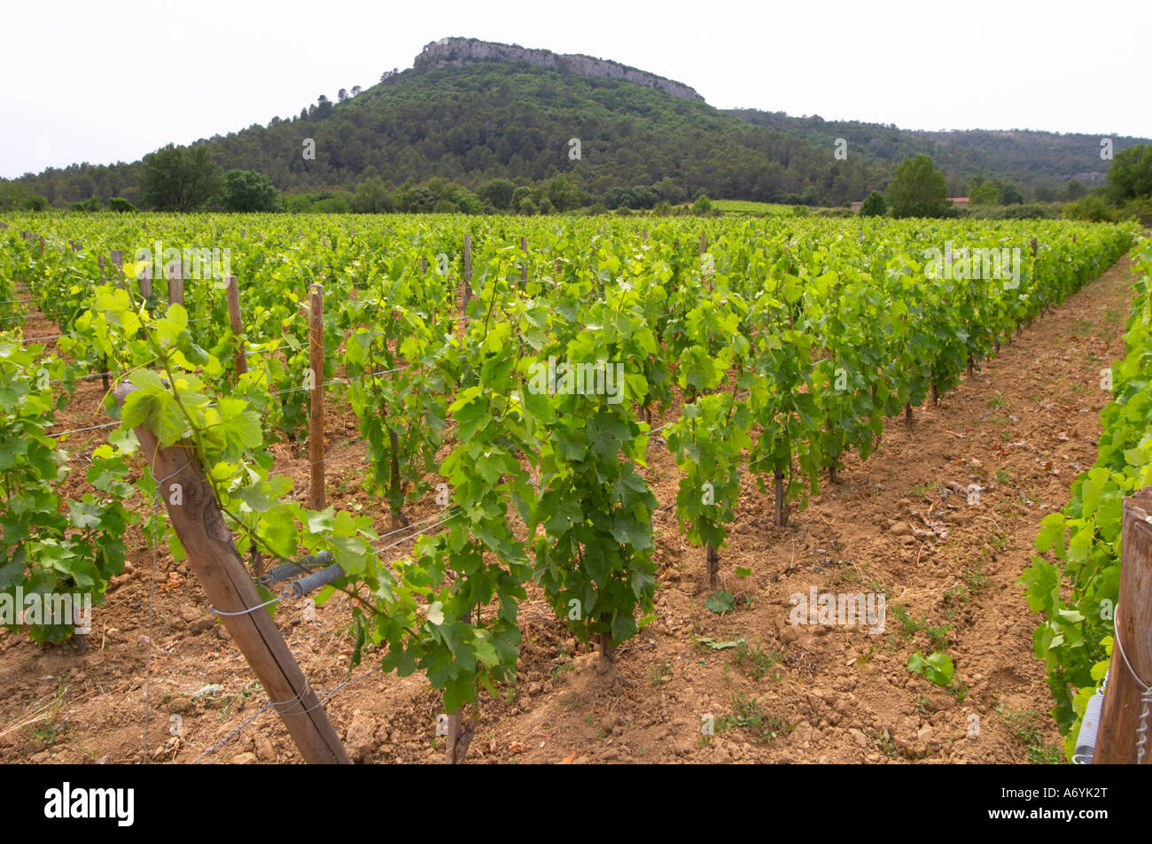 Domaine Clos Marie. Pic St Loup. Languedoc. Experimental vineyard with