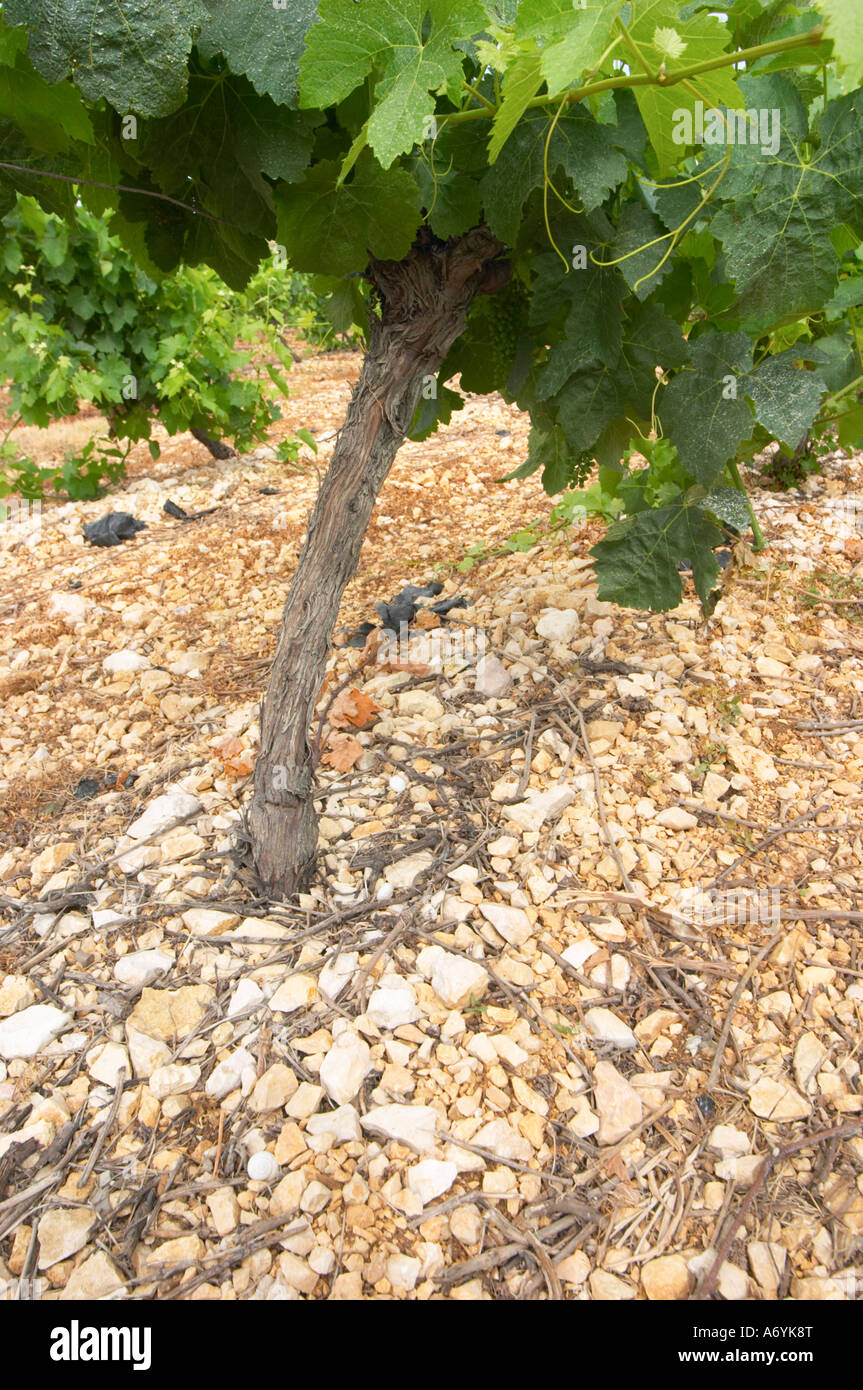 Domaine l'Aigueliere. Montpeyroux. Languedoc. Grenache grape vine variety. Soil argilo-calcaire, clay and calcareous limestone. Stock Photo