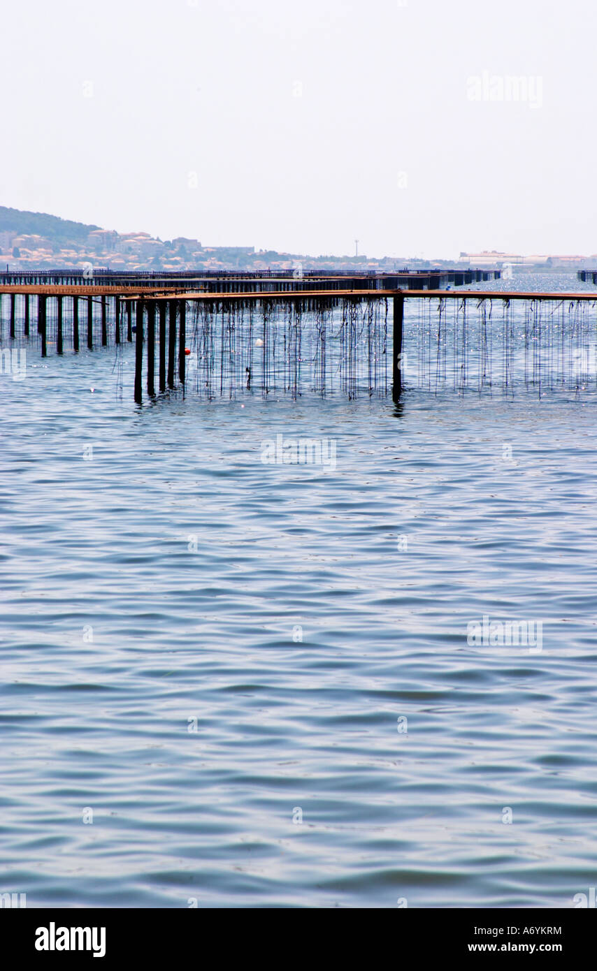 Oyster farming beds in the Etang Bassin de Thau. Languedoc. France. Europe. Stock Photo