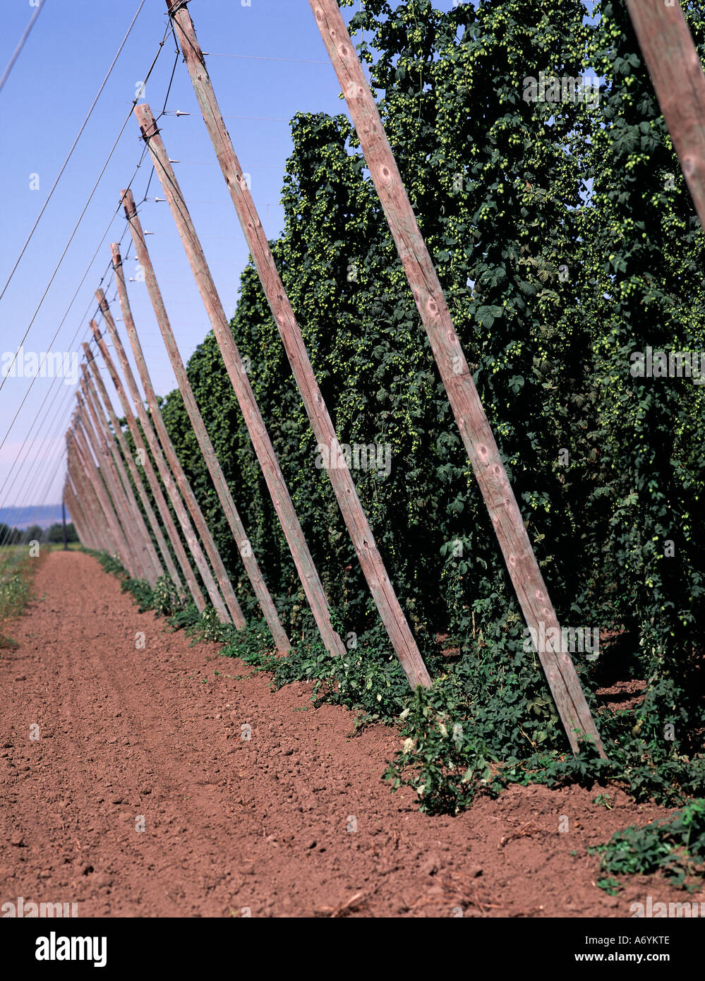 Hops plants supported on wires strung between poles on hops farm in the