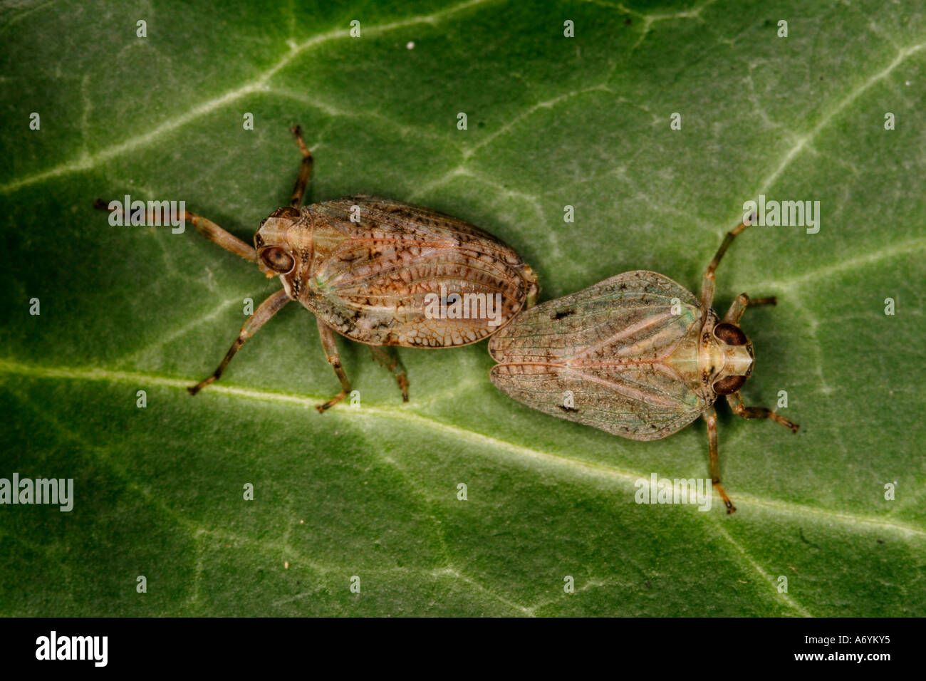 Issus insect hi-res stock photography and images - Alamy