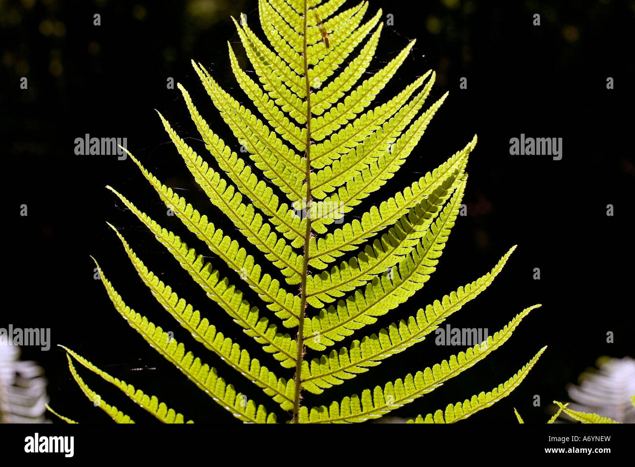 Backlit fern Stock Photo