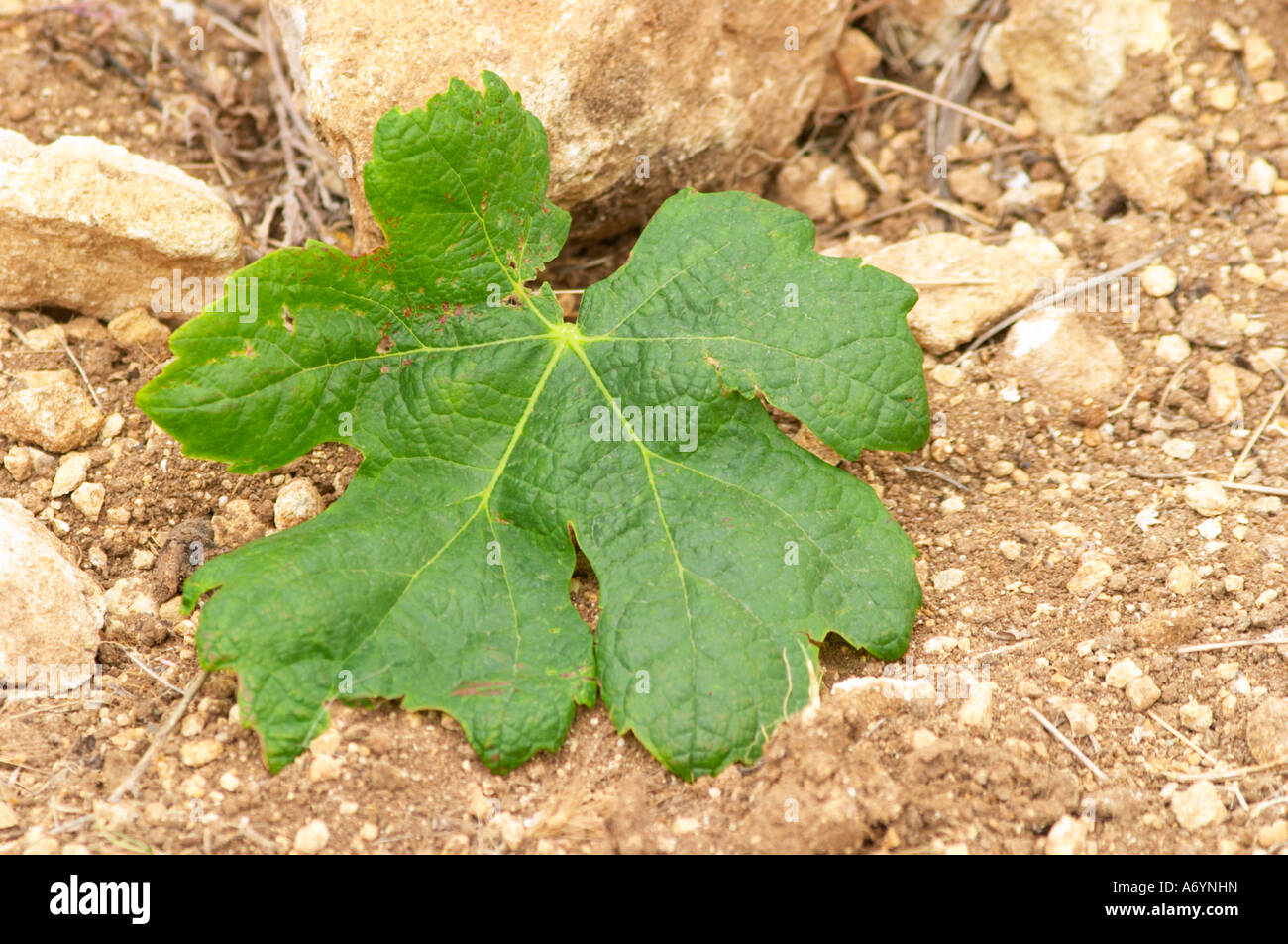 Prieure de St Jean de Bebian. Pezenas region. Languedoc. Vine leaves. Young Roussanne vines in calcareous soil in the area of F Stock Photo