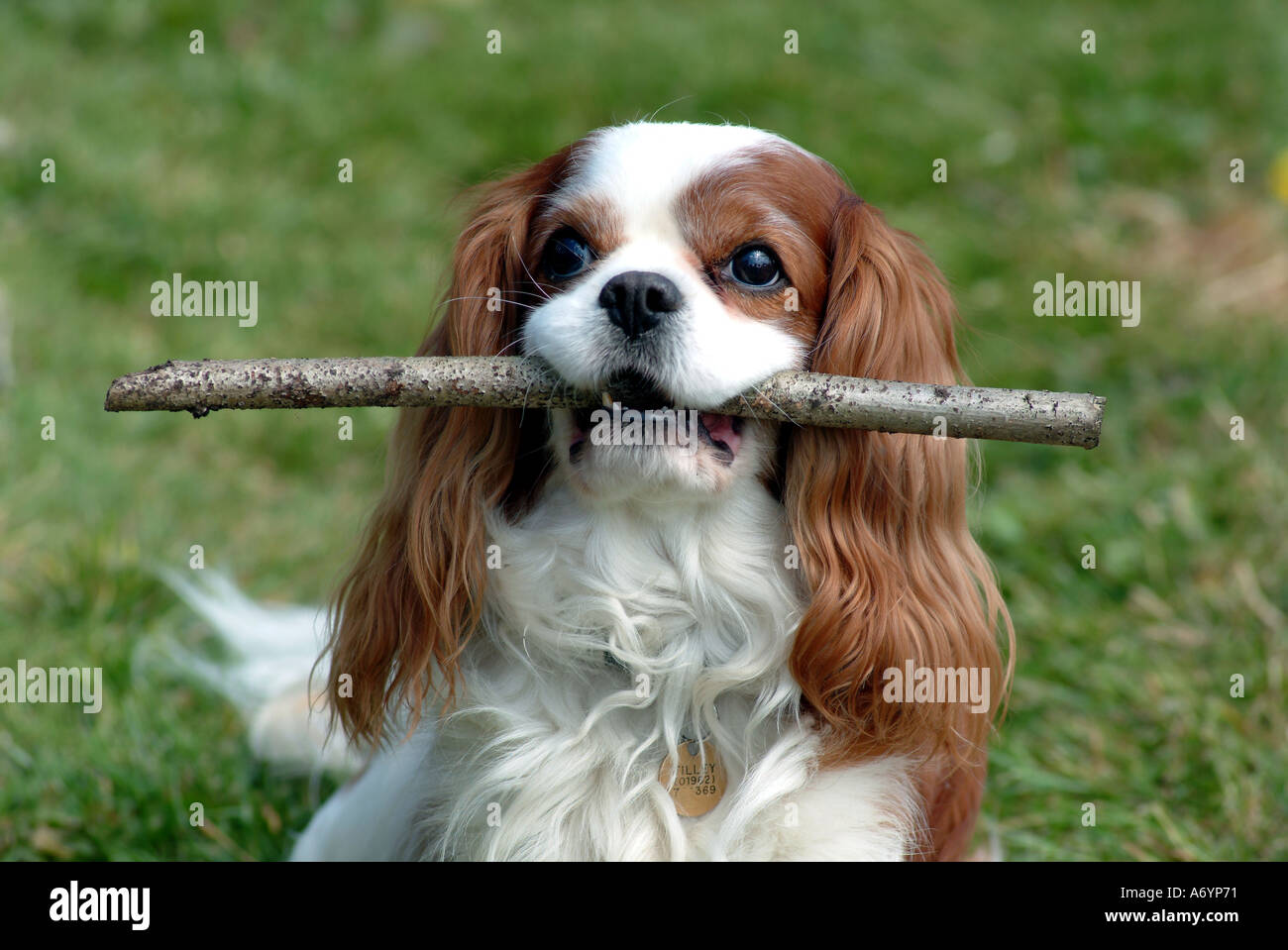 Cavalier King Charles Spaniel dog holding stick in mouth Stock Photo