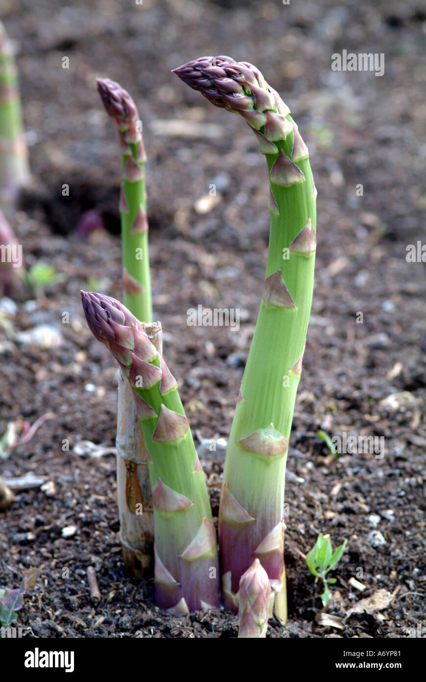 English Asparagus ready to cut harvesting Stock Photo Alamy