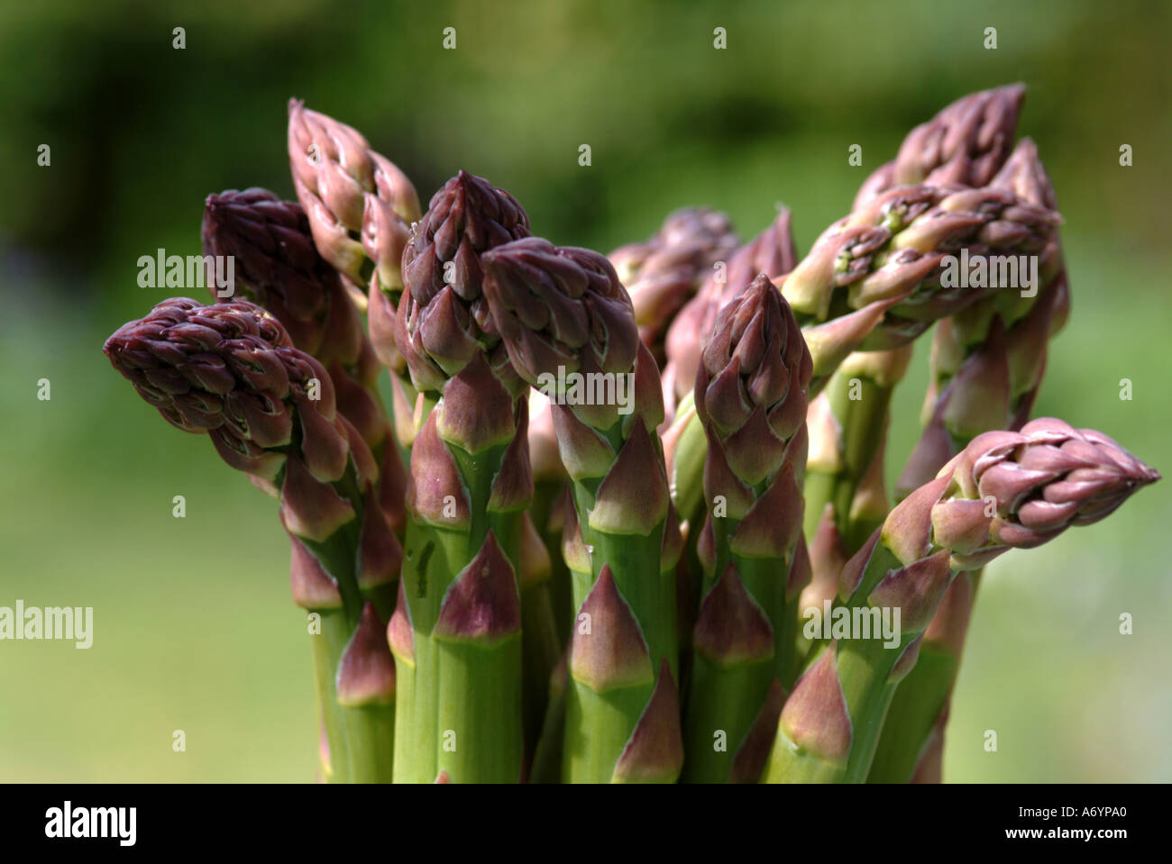 Asparagus Crown High Resolution Stock Photography and Images Alamy