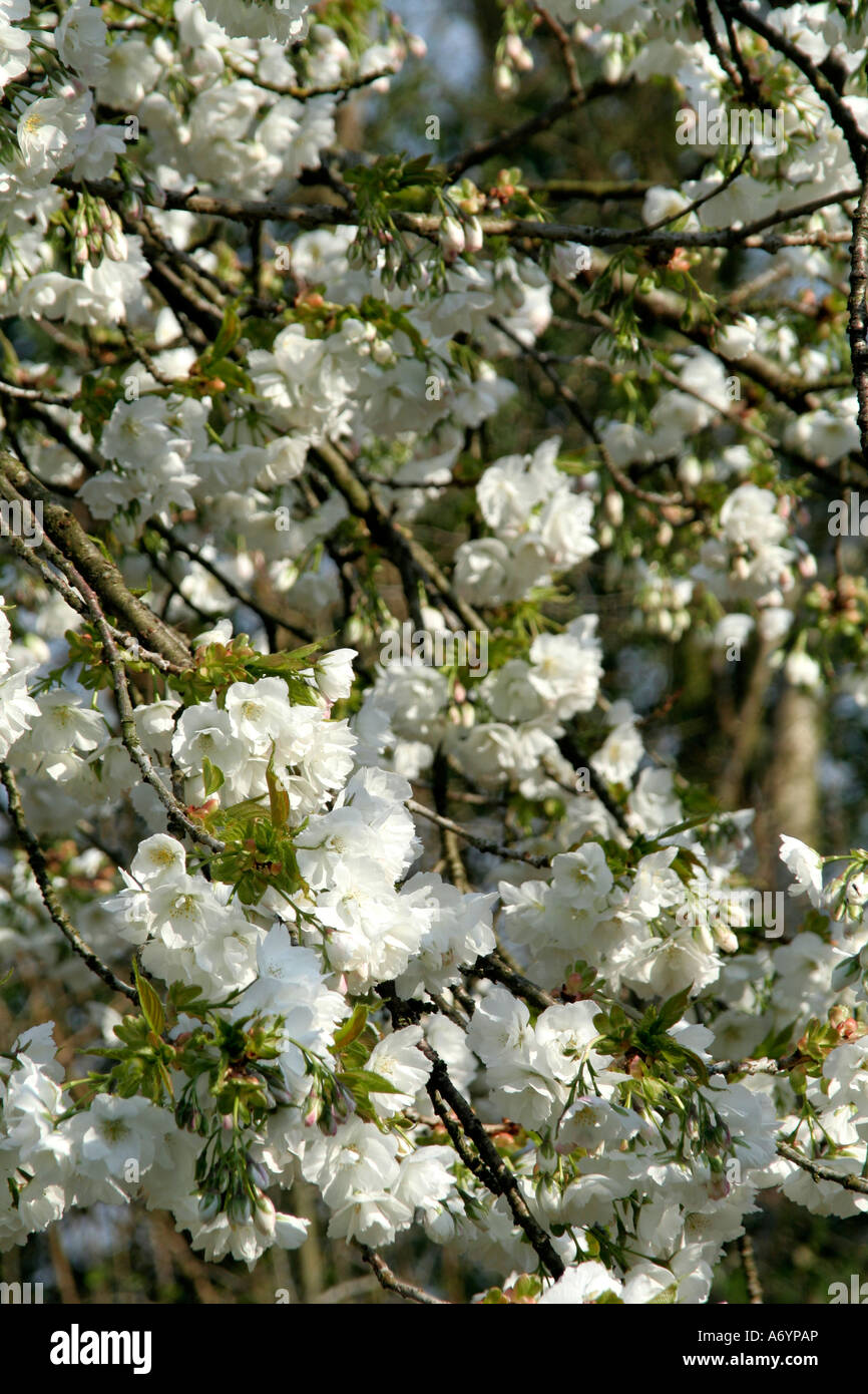 Prunus Mount Fuji aka Shirotae April 2 Stock Photo