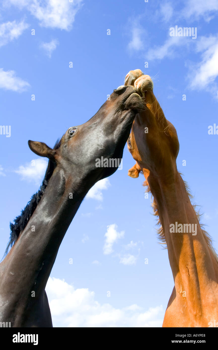 Low angle head shot of 2 horses biting each other humour Stock Photo