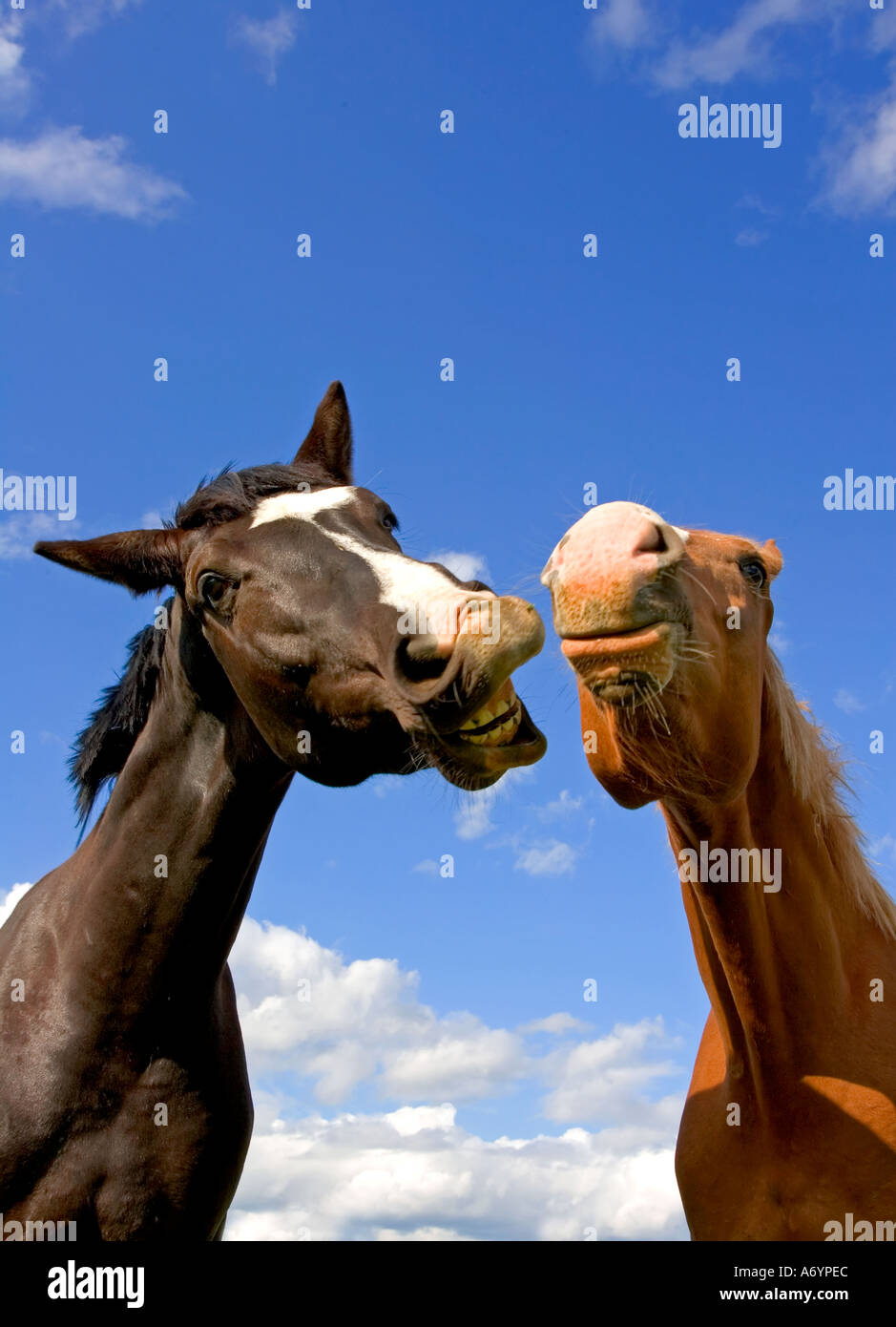 2 horses biting each other Humerous horse portrait Stock Photo Alamy