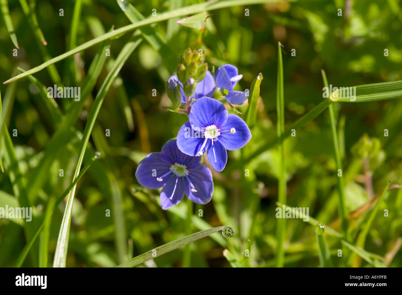 Native speedwell hi-res stock photography and images - Alamy
