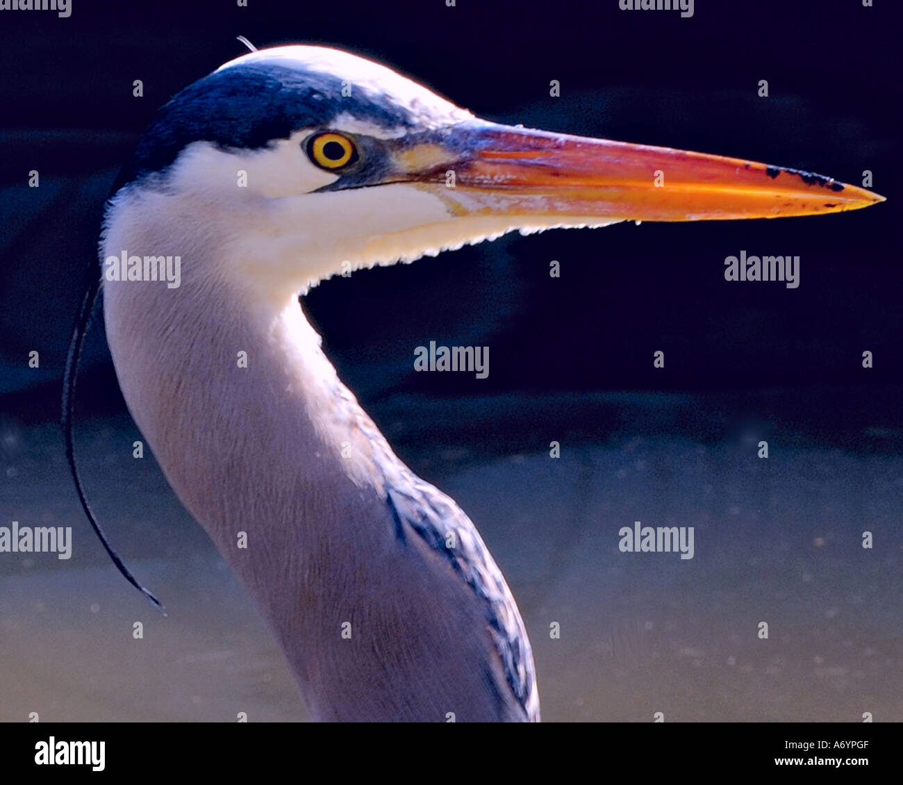 Great Blue Heron profile Stock Photo