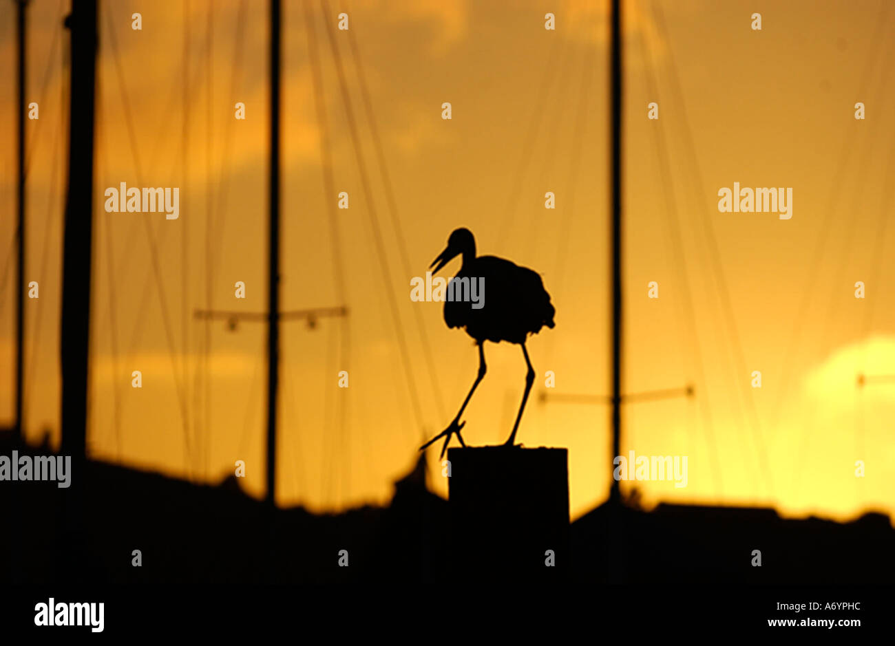 silouhette of a great blue heron at sunset. on a piling in the yacht harbor Stock Photo