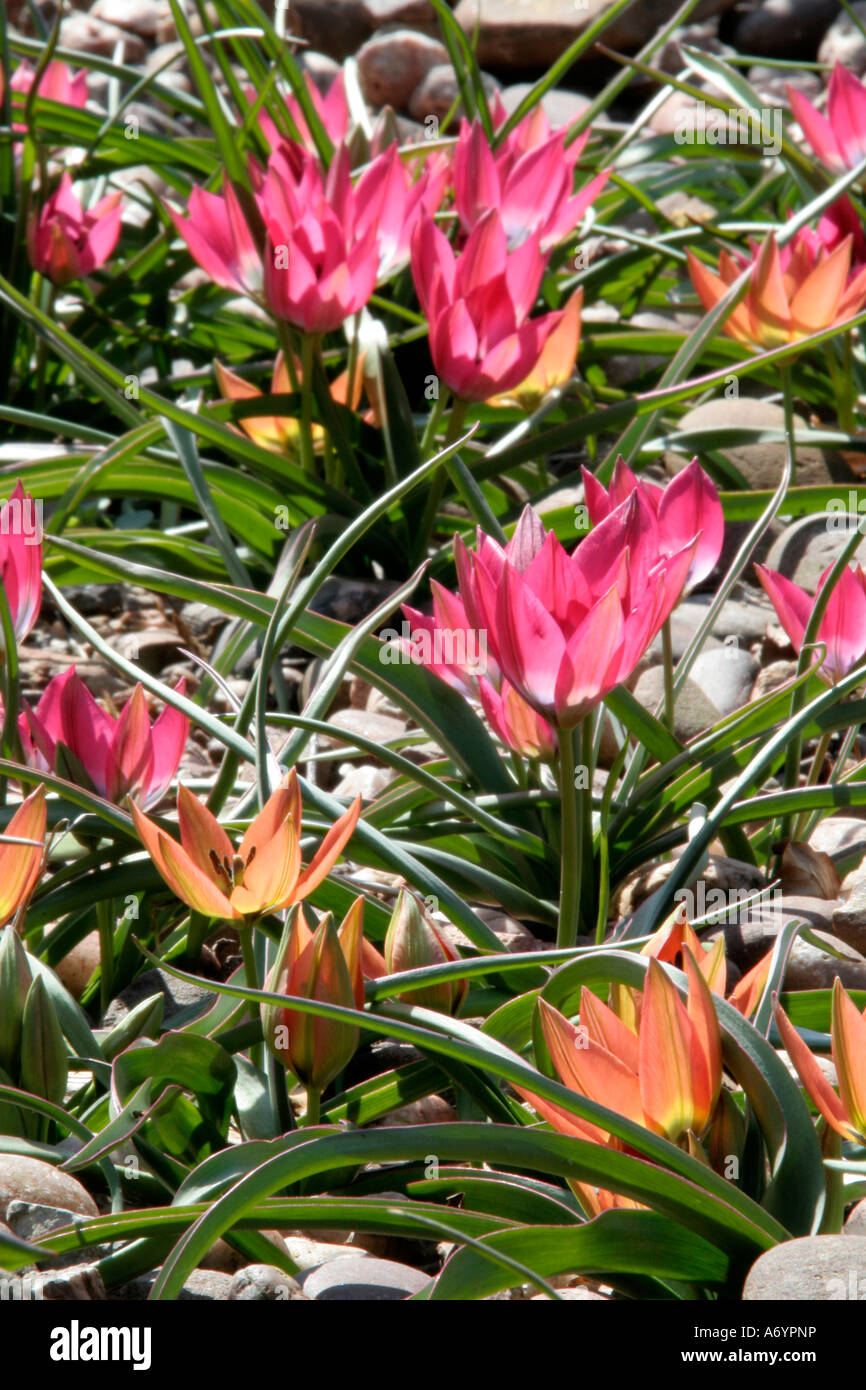 Pink Tulipa humilis Little Beauty and orange T humilis Little Princess Stock Photo