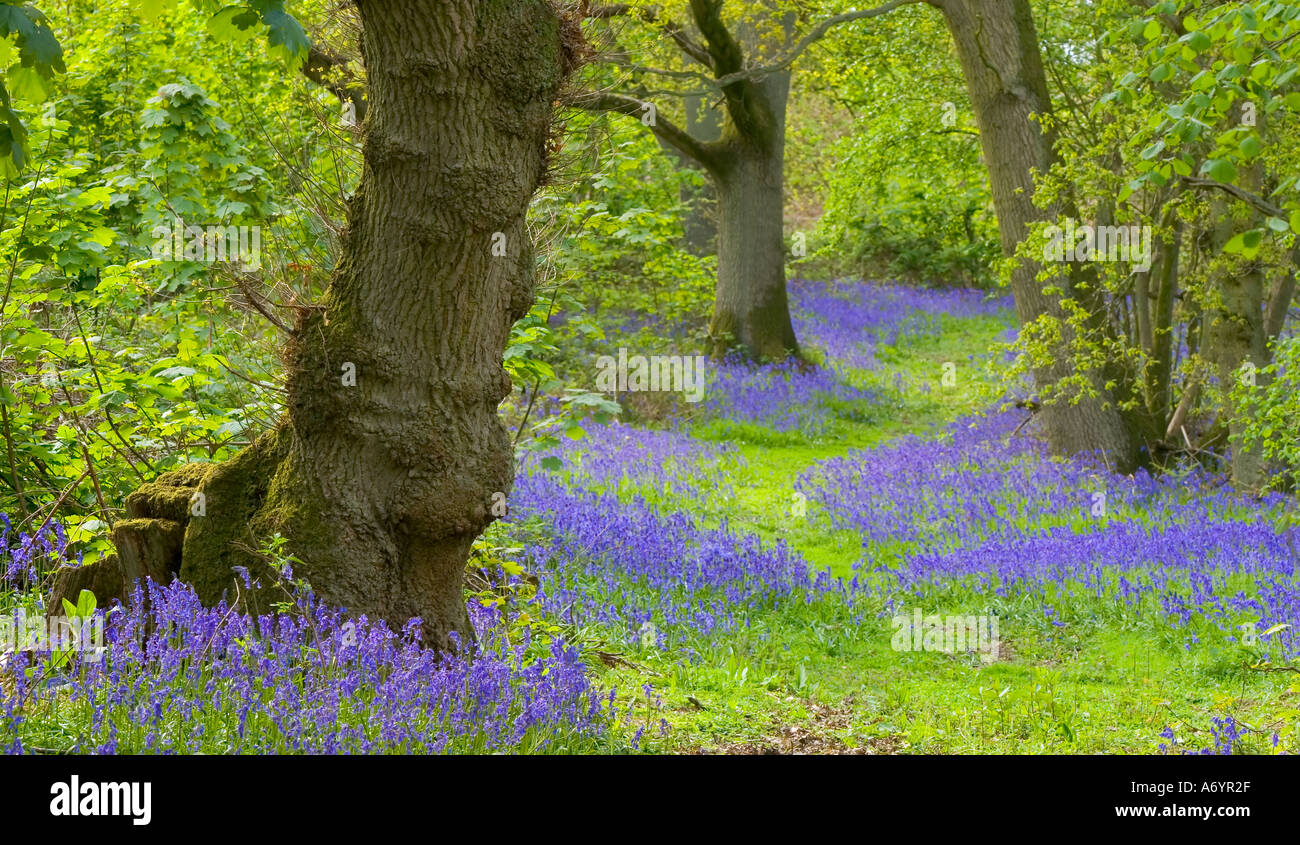 Beautiful woodland path through bluebells in Northamptonshire UK Stock