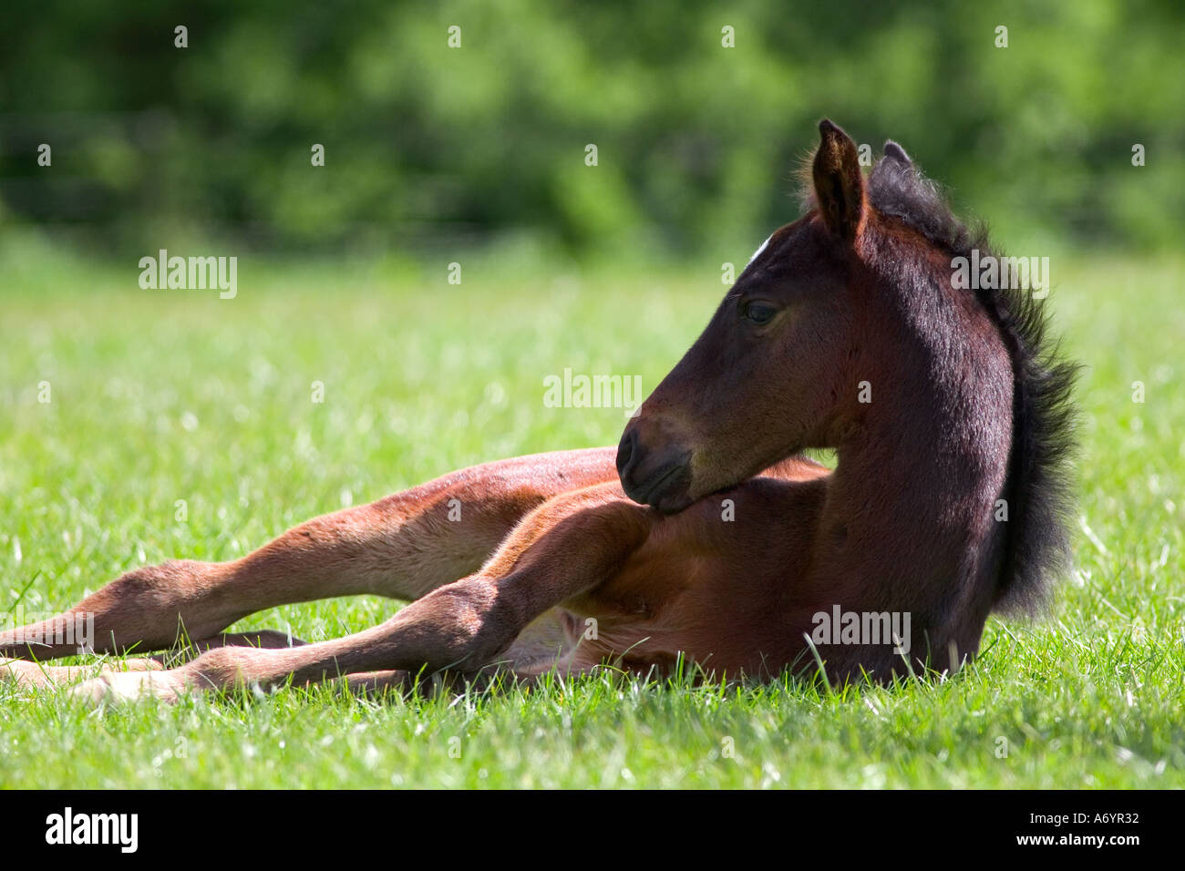Farming broodmare hi-res stock photography and images - Alamy