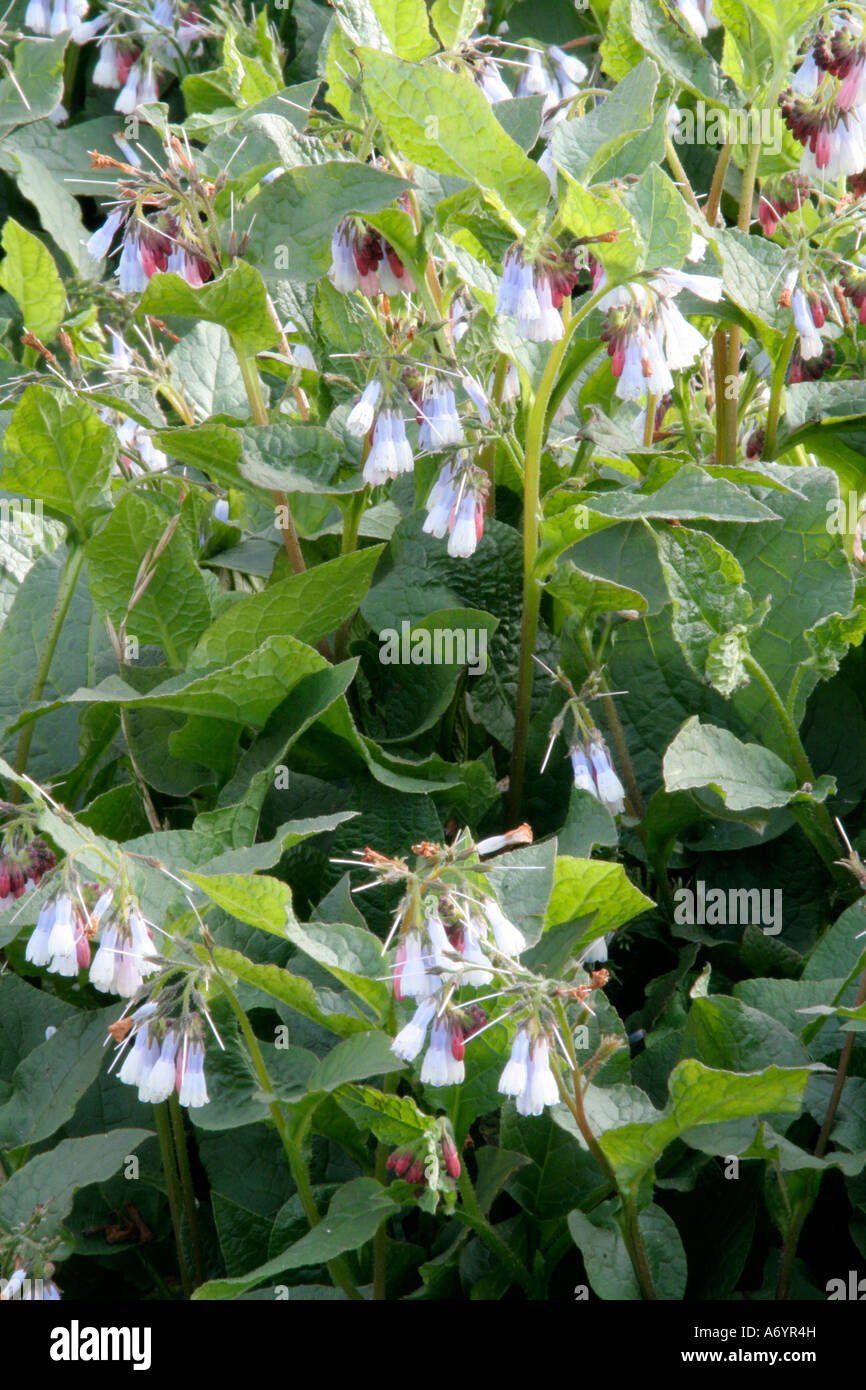 Symphitum ibiricum blue form April 6 Stock Photo