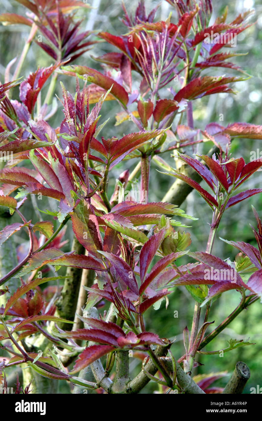 Sambucus racemosa Sutherland new foliage April 6 Stock Photo