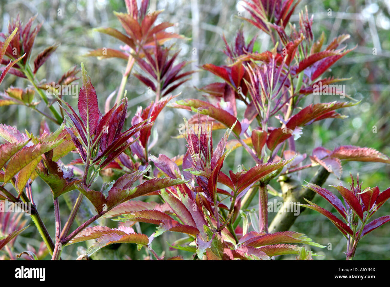 Sambucus racemosa Sutherland new foliage April 6 Stock Photo