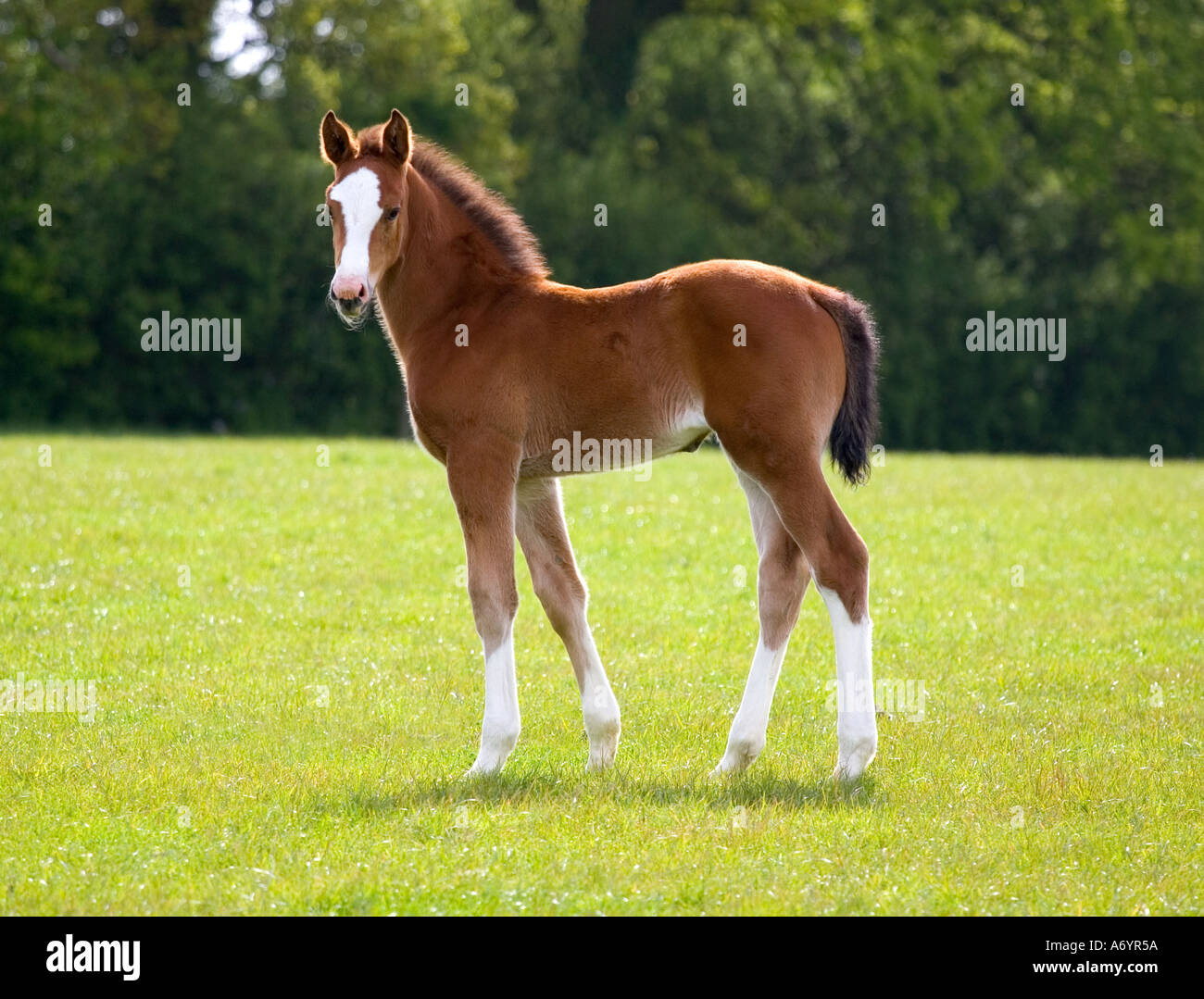 Warmblood foal showing superb conformation Stock Photo Alamy