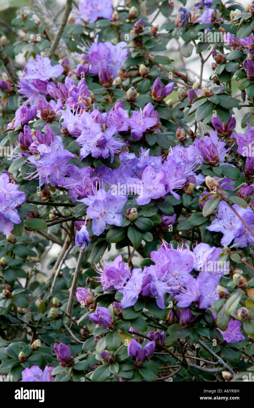 Rhododendron russatum April 6 Stock Photo