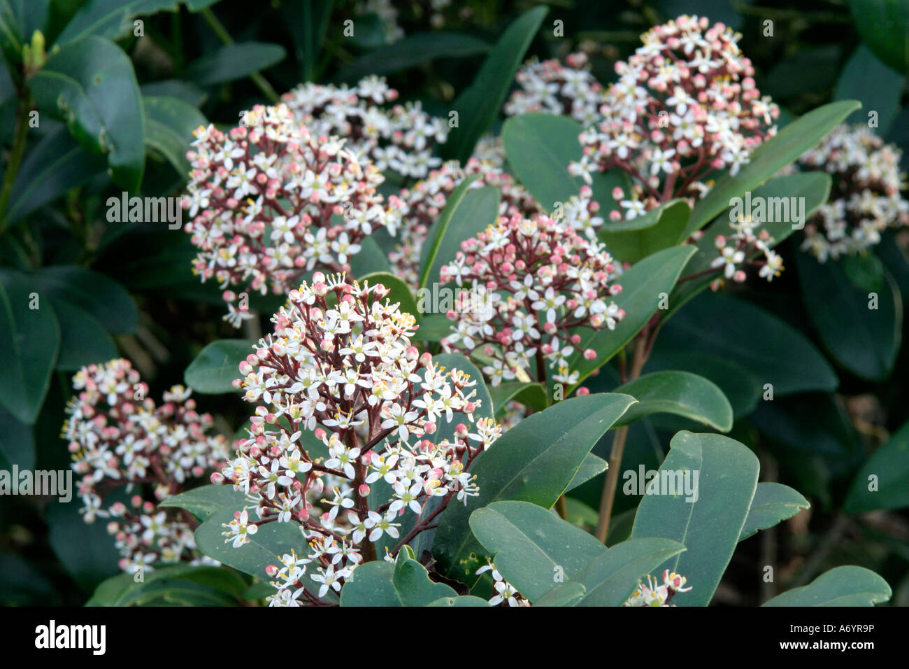 Skimmia japonica rubella April 6 Stock Photo