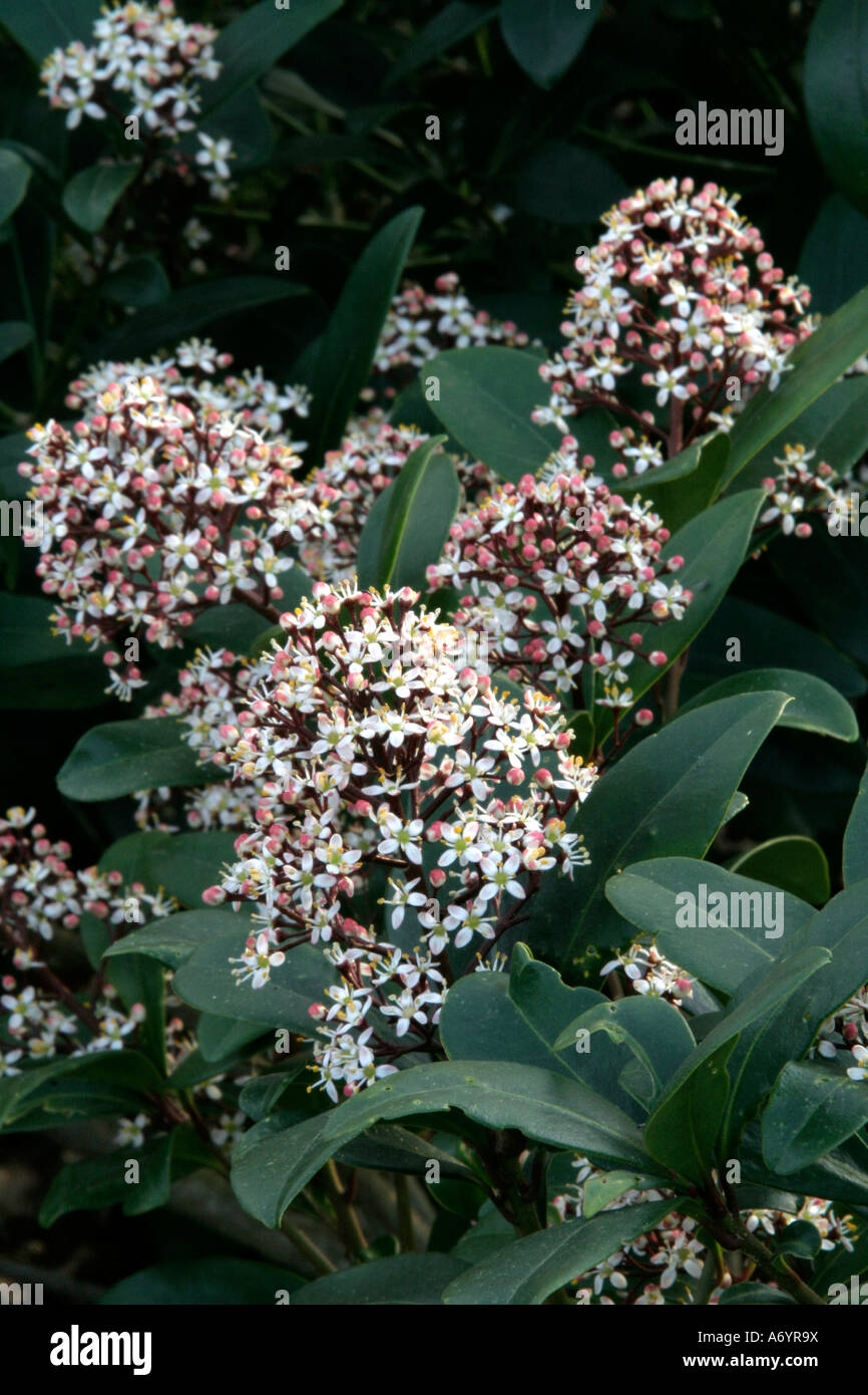 Skimmia japonica rubella April 6 Stock Photo
