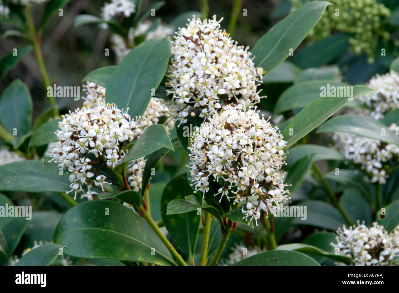 Skimmia japonica fragrans April 6 Stock Photo