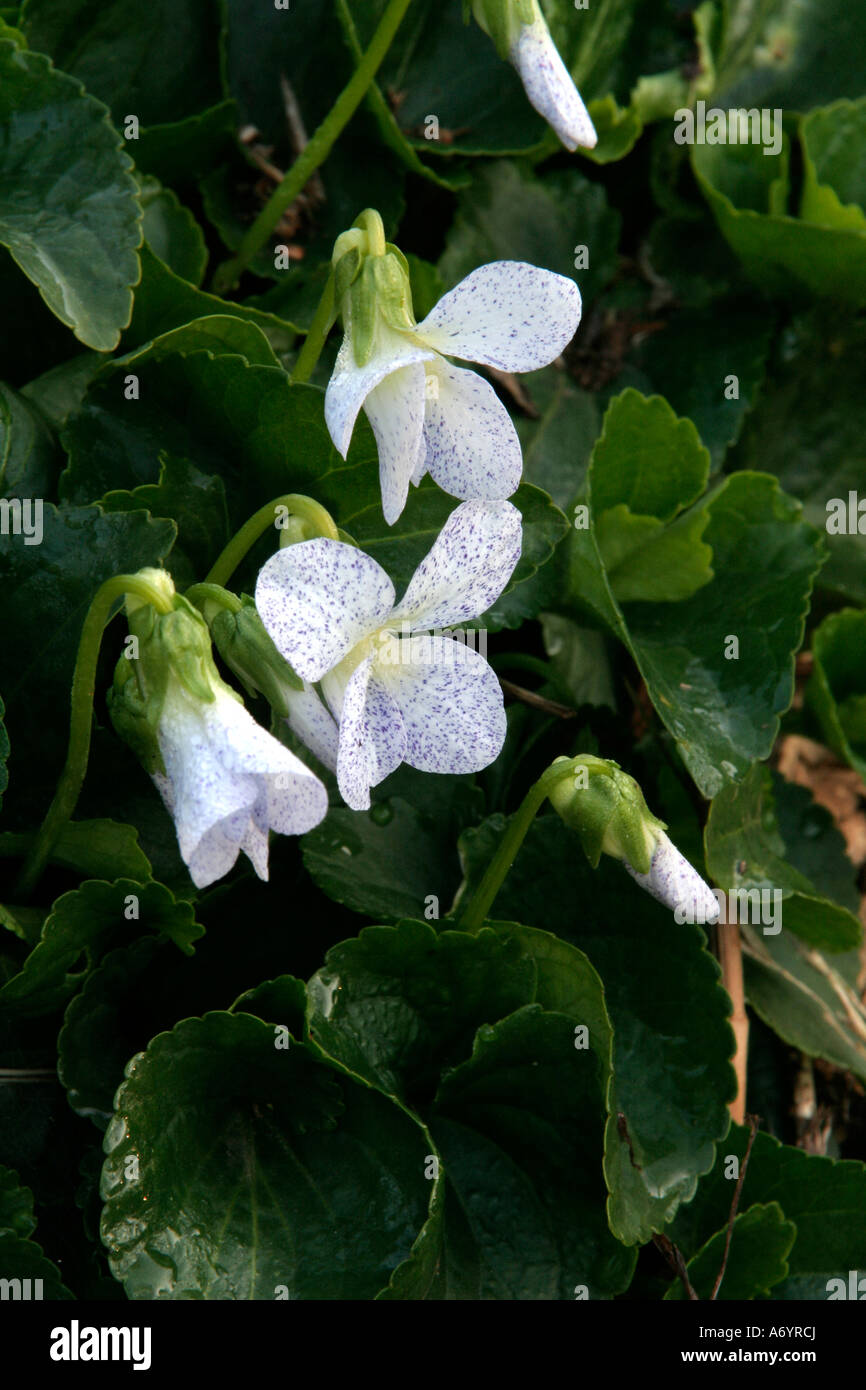 Viola sororia Freckles Stock Photo